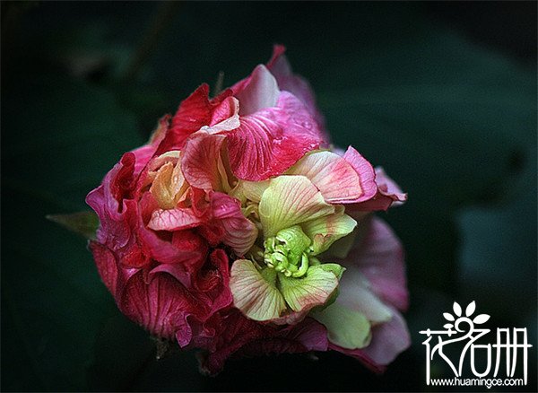 芙蓉花有几种颜色，常见芙蓉花有五大色系