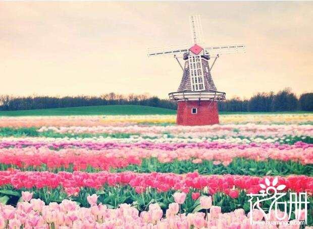 荷兰的国花是什么花 荷兰郁金香誉满全球