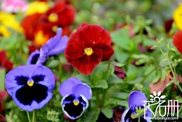 三色堇有几种颜色 三色堇不同颜色的花语含义