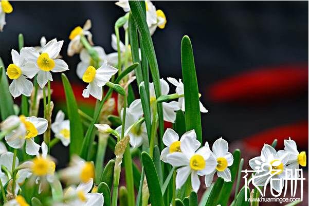 什么花的花语是和谐象征和谐的花 五色梅象征家庭和睦 花语网