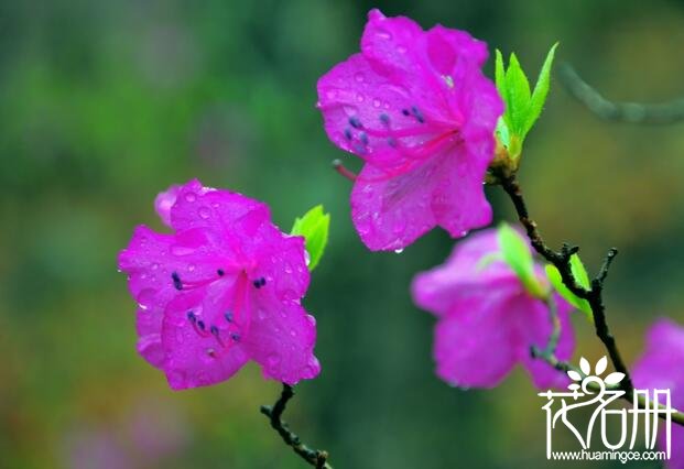 朝鲜的国花是什么花 象征爱意和幸福的金达莱(迎红杜鹃)