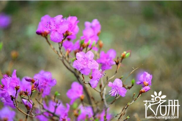 朝鲜的国花是什么花 象征爱意和幸福的金达莱(迎红杜鹃)