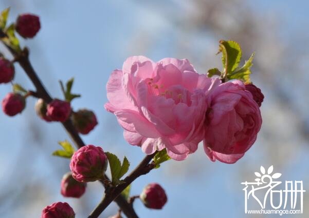 泰州市花是什么花 代表高风亮节的梅花