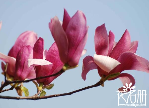 连云港市花是什么花 寓意感恩的玉兰花
