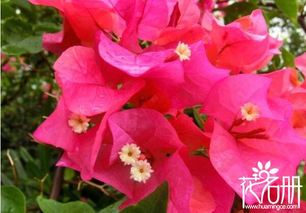 深圳市市花是什么花 代表坚韧不拔和顽强奋进的三角梅