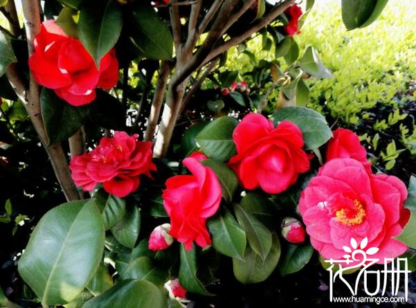 南方庭院种什么花好南方适合种在庭院的8种花 栀子花香最怡人 花语网