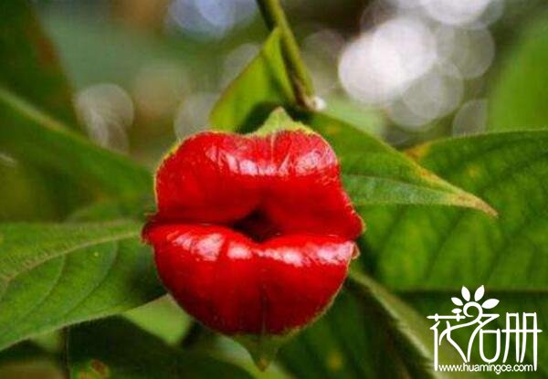 嘴唇花种子怎么播种 嘴唇花种植方法(定植很关键)