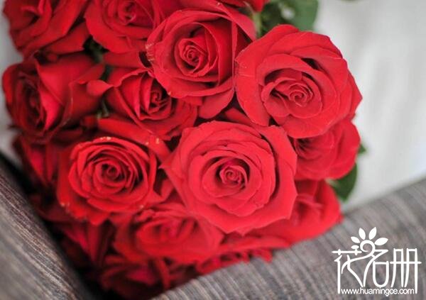 向女生表白送什么颜色的玫瑰 玫瑰各种颜色的含义(红色代表热恋)
