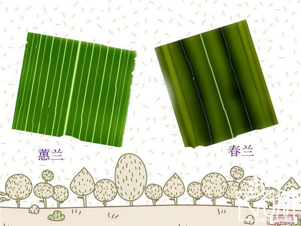 春兰和蕙兰哪个好养 蕙兰是最好养的兰花品种(最能耐寒耐高温)