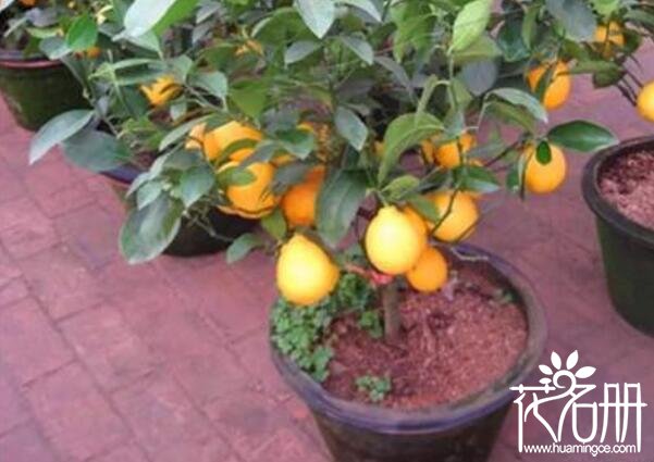 盆栽柠檬树怎么浇水 柠檬树四季浇水方法(简单易上手)
