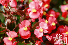 秋海棠的花语是什么，游子思乡、离愁别绪、 温和、美丽、快乐