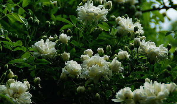 最好养的十种爬藤花卉，你会选择哪一种进行养殖呢？