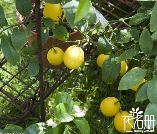 柠檬树开花结果时间（周年开花收果6-10次），土壤都会影响其生长