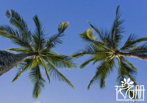 棕榈树与椰子树的区别，棕榈树与椰子树极其相似（同属一个科）