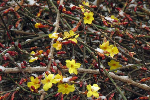 迎春花坚韧可抵御寒冬，它的花期具体是在几月绽放（2-3月）