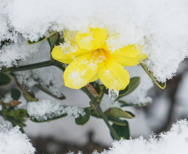 迎春花坚韧可抵御寒冬，它的花期具体是在几月绽放（2-3月）