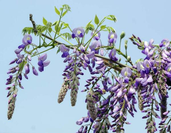 紫藤花开不仅具有观赏价值，还有更多的功效作用