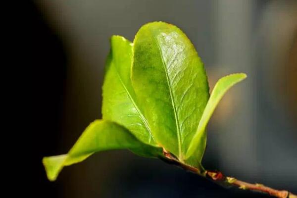 茶树种子种植方法，浇水和施肥最为关键
