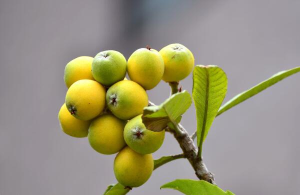 枇杷树养殖方便，结出的果实丰富多汁