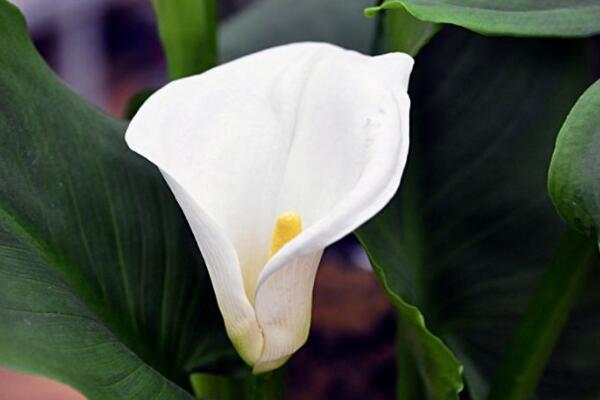 马蹄莲花语丰富，象征着美好尊贵和虔诚