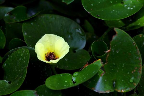 水罂粟怎么养殖，可盆栽的装饰性绿化植物