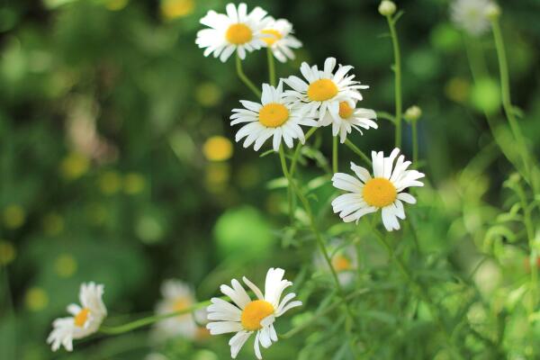 白晶菊养殖方法和注意事项，白晶菊怎么养护开花更好
