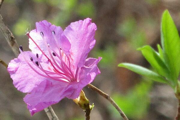 迎红杜鹃怎么养，如何控制花期提前开花