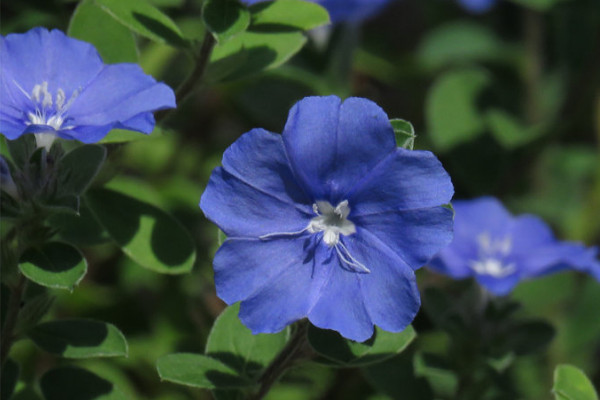 蓝星花怎么养，缺水的植株花朵凋谢一朵不剩