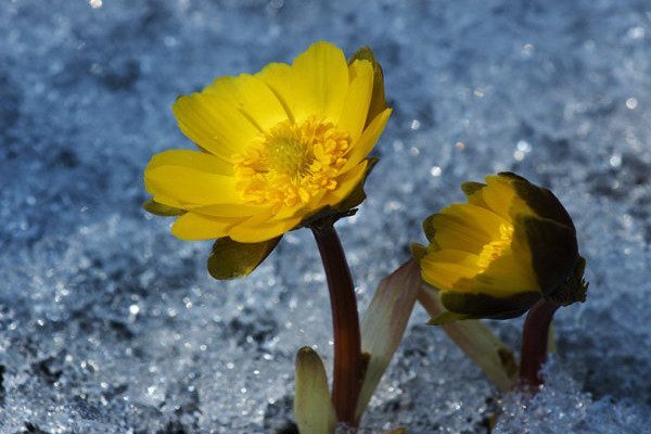 冰凌花是一种什么花，破冰而出观赏价值高
