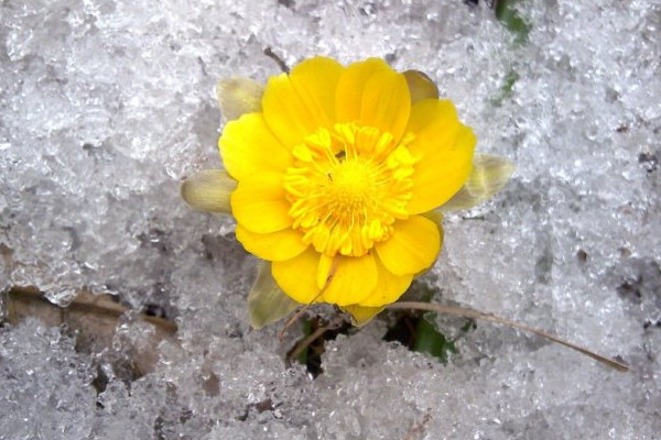 冰凌花是一种什么花，破冰而出观赏价值高