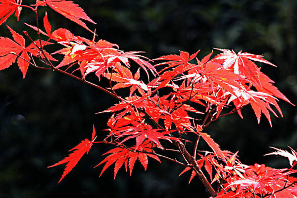 日本红枫怎么养护，盆栽养护秘诀是什么