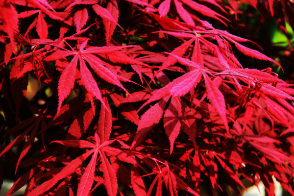 日本红枫怎么养护，盆栽养护秘诀是什么
