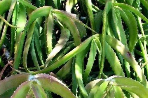库拉索芦荟如何种植，繁殖方法有三种