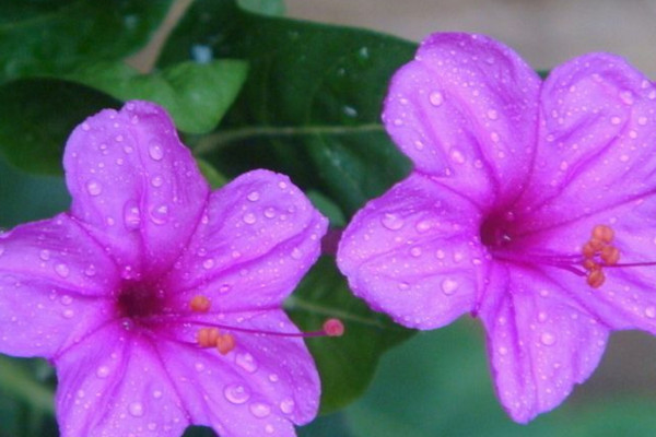 如何盆栽紫茉莉，养殖简单粗放管理