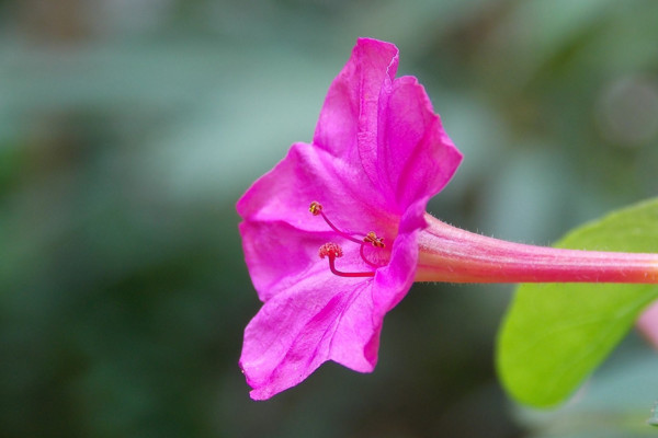如何盆栽紫茉莉，养殖简单粗放管理
