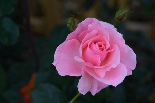 粉玫瑰花语