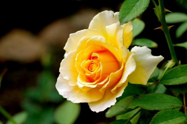 黄玫瑰花语