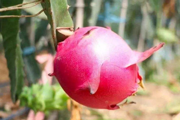 火龙果种植方法