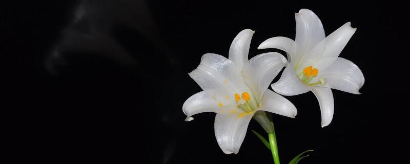 白百合花代表什么 花语网