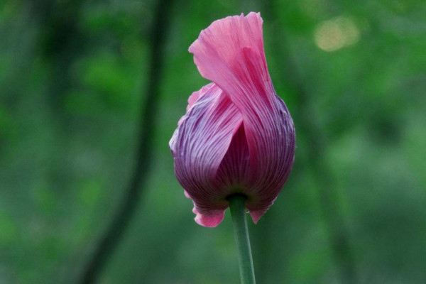 罂粟花的花语是什么