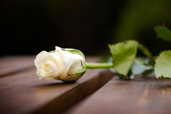 白玫瑰花语是什么