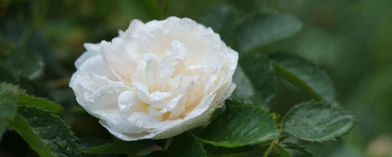 白色玫瑰花语