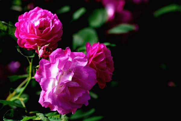 蔷薇花和月季花的区别