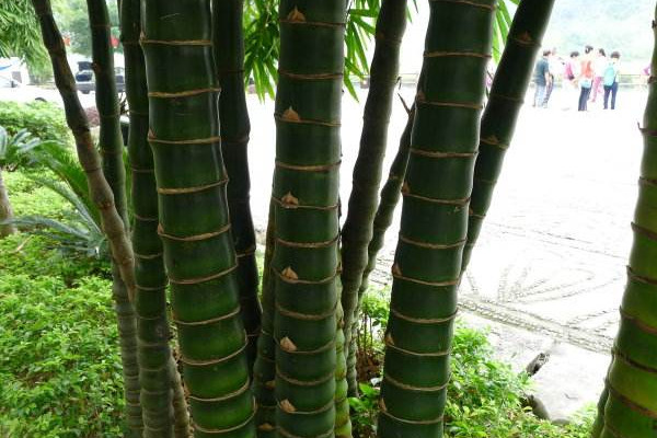竹子的种类有哪些