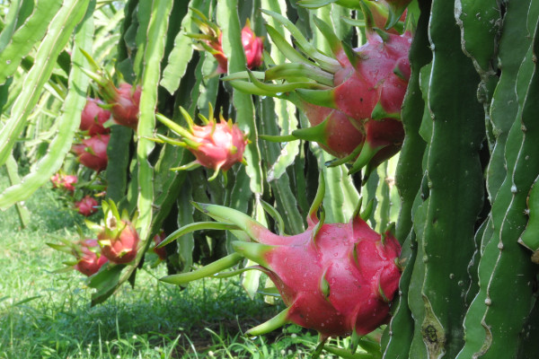 火龙果树种植，要用种子繁殖的方法栽培