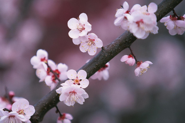 四季常青又耐寒的花，梅花美丽清香最为人熟知