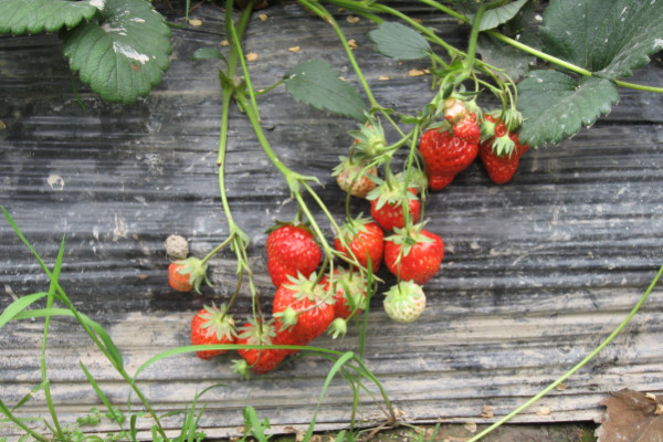 草莓苗种植方法，秋季栽植并注意水肥灌溉