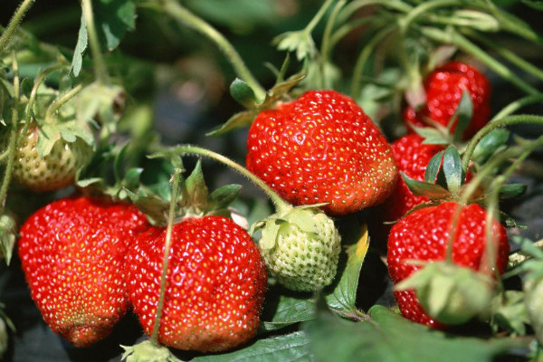 草莓苗种植方法，秋季栽植并注意水肥灌溉