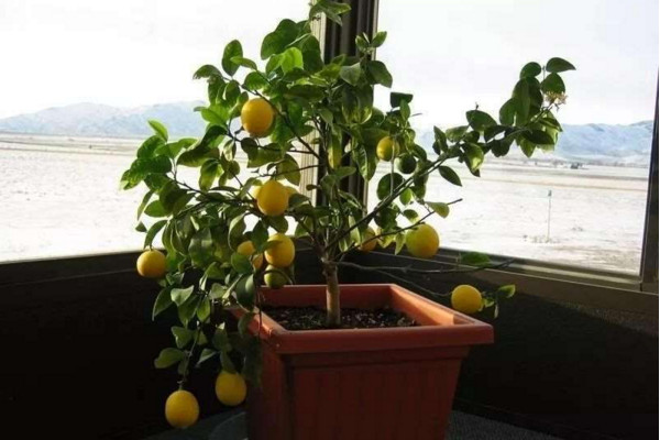 北方盆栽柠檬的养殖，使用微酸性土保证光照