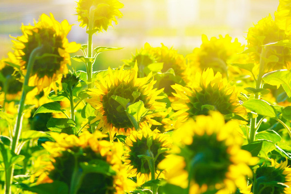 向日葵怎么养，微酸性的混合土壤最适合作养殖基质